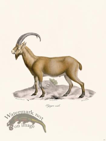 Cuvier 144 Xgagre Male